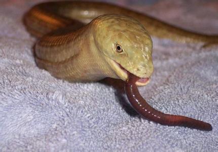 男子巡山惊现怪蛇,通体金色,光滑无鳞片,知道真相后满身冷汗!