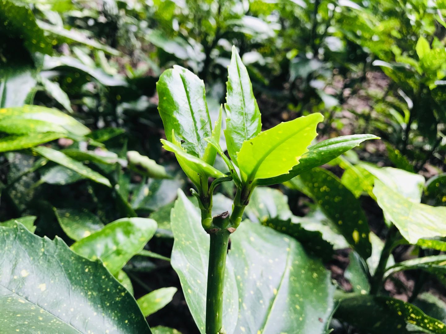 花葉青木美麗的風景,歷來是詩人們熱情歌頌的.