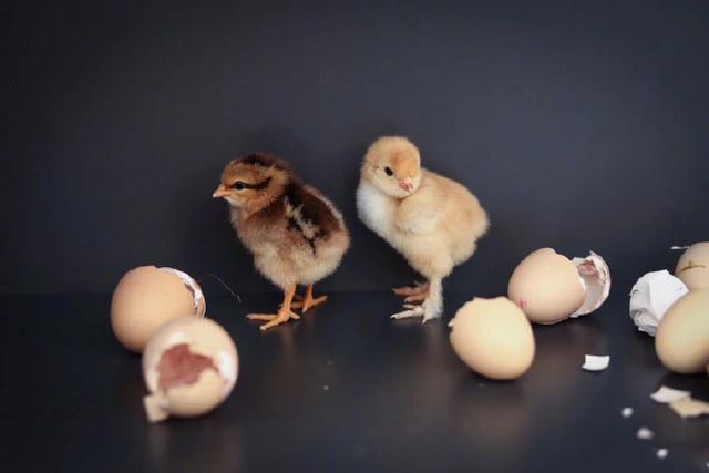 孙俪晒孵出的小鸡和蛋壳照片拍的好美这么小网友就安排好它们未来的路