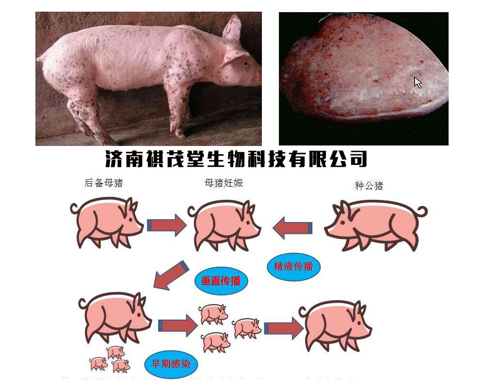 用它你就安心了——黃芪多糖有效抗病毒細菌防治豬圓環病!