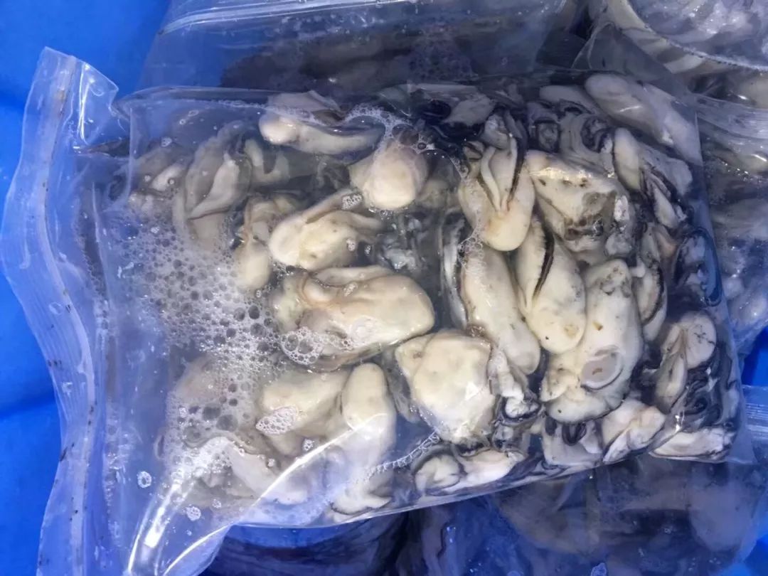 肉生蚝肉三指粗的生蚝肉在石楼就可以吃到啦