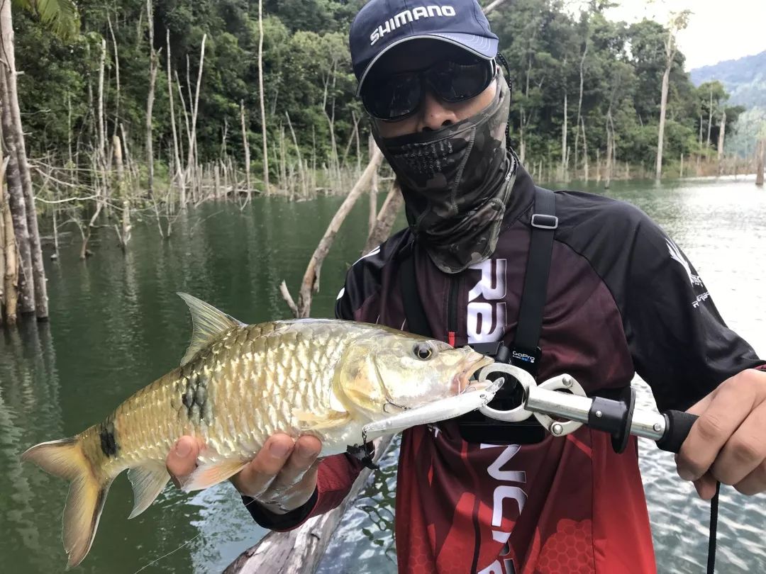 马来西亚探钓水马骝它的爆发力和横向拉力令我至今念念不忘二