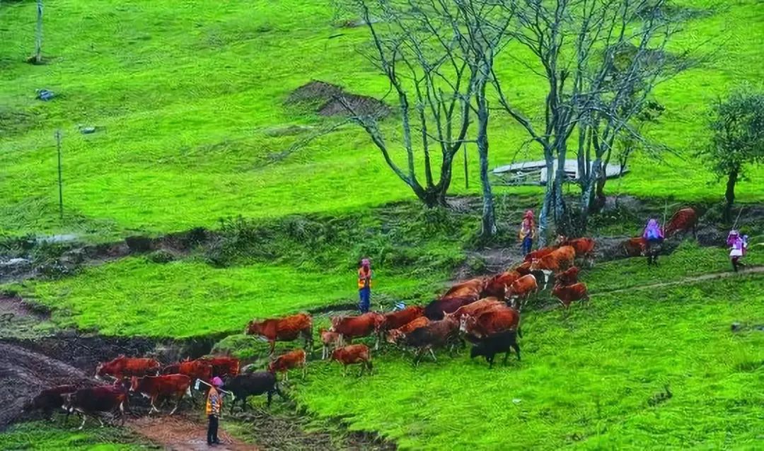 【旅游】去文山黑巴草场,来一场放飞心灵的自由之旅!_答题