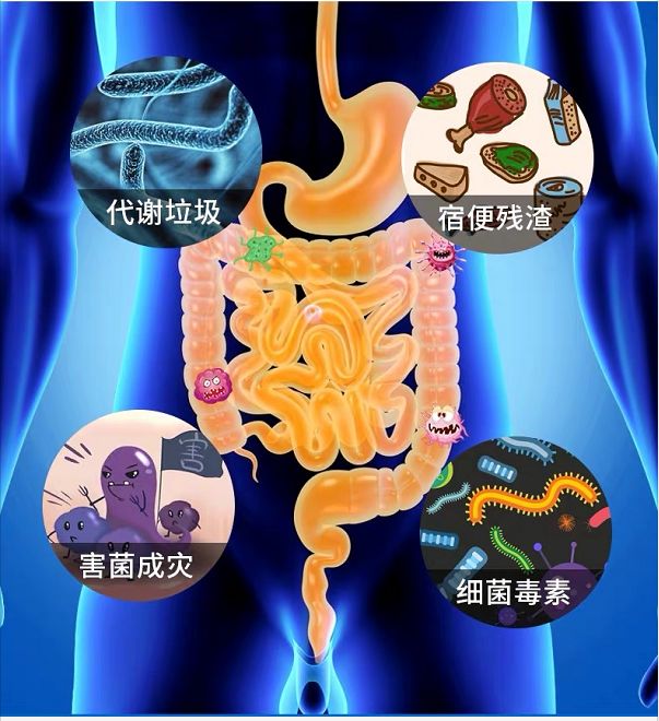 我们有近90%的垃圾毒素要靠肠道排出,同时100%的营养又需要肠道来吸收