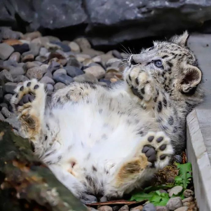 原来雪豹玩球球的亚子跟我家猫一样!_尾巴