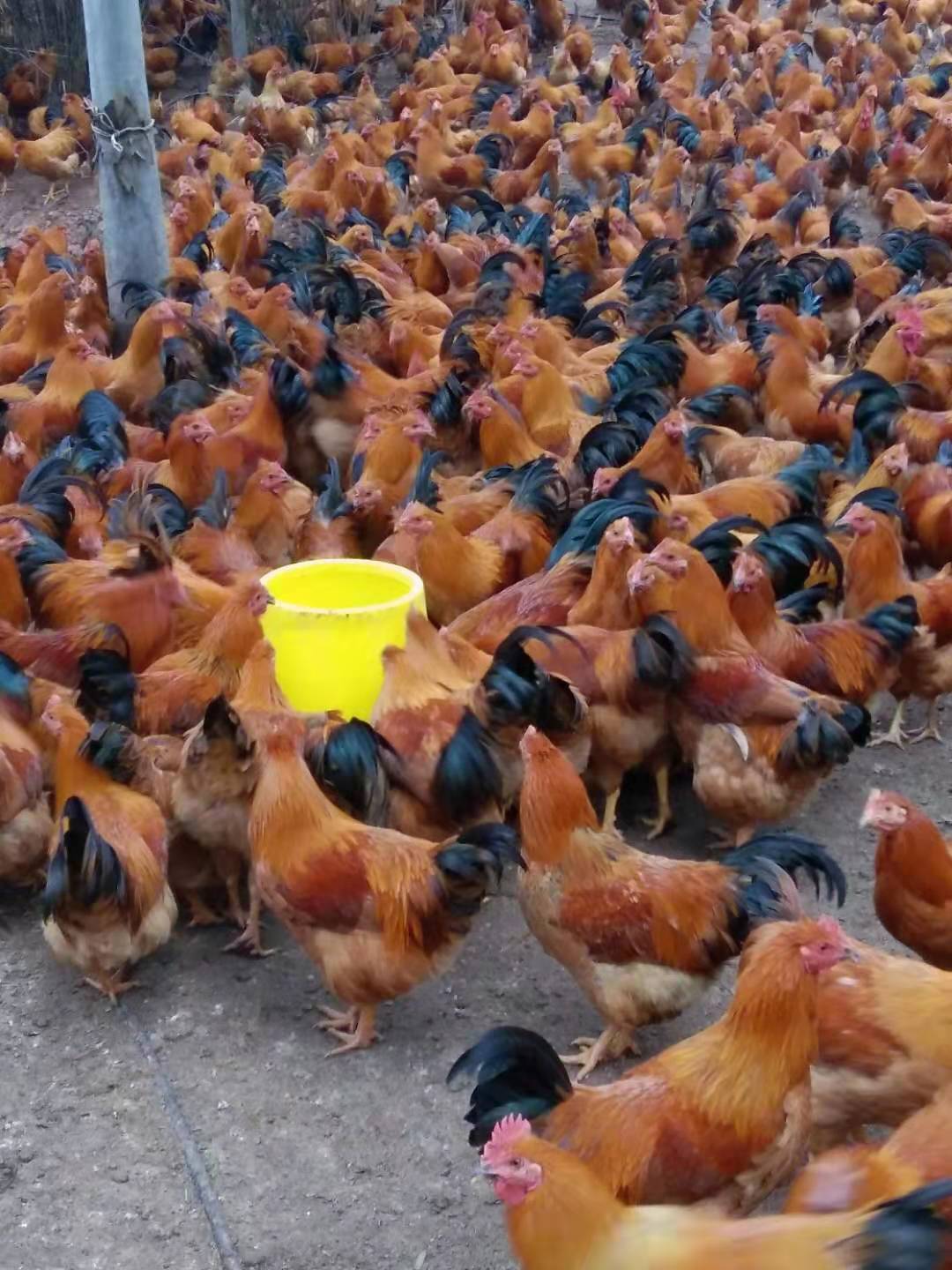 运用部分发酵饲料的阉鸡养殖现场