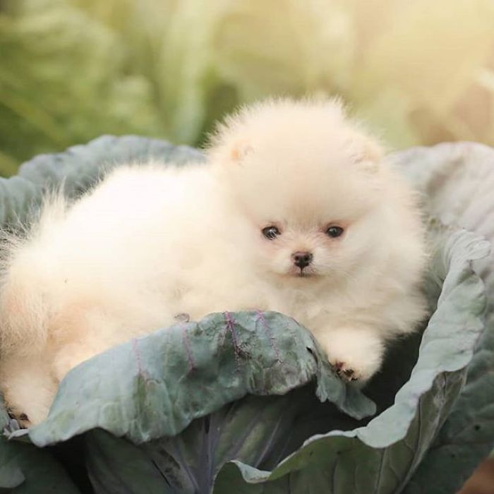 原创博美玩雪超治愈不愧是万人迷自己就是一团小雪球吧