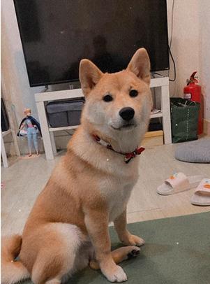 女饲主醒来惊见柴犬嘴里叼着烟蒂,让她当场吓傻直呼:我要揍爆你