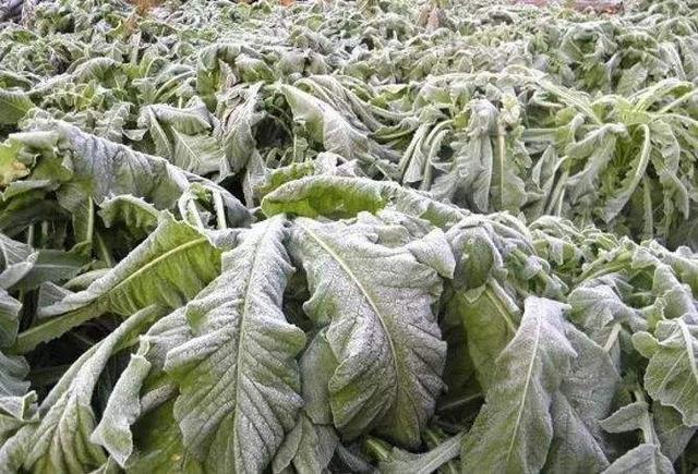 植物防冻剂是什么?看完这3点,你就明白了_冻害