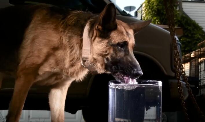 狗用舌头"舔水",真的能喝到嘴里吗?德牧喝给你看_方式真