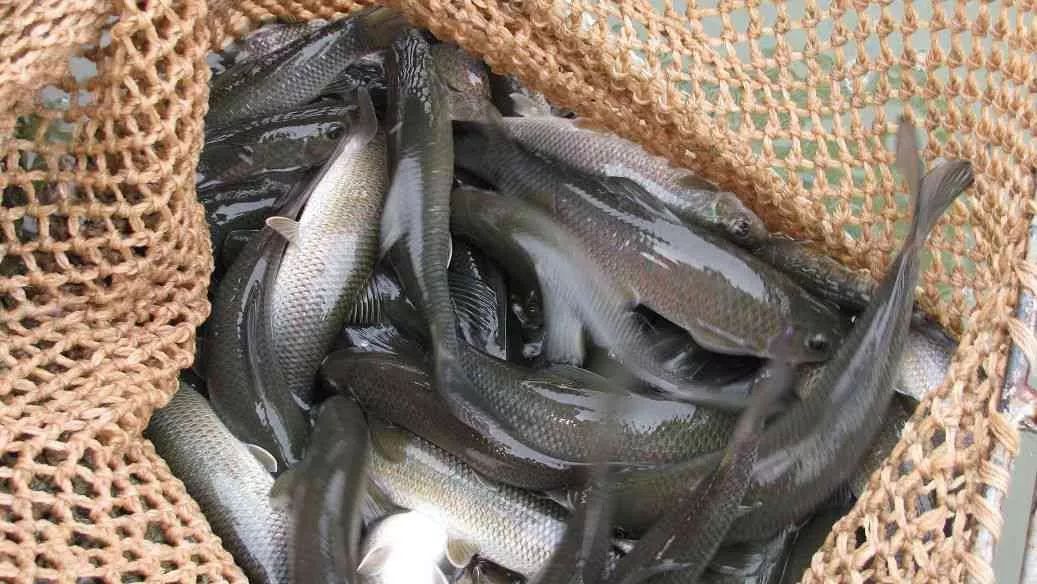 江口青鳙是平昌著名特产