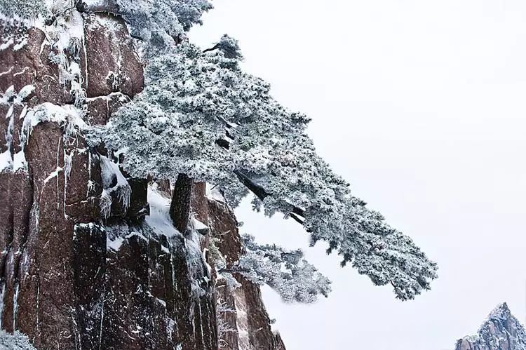 只要拥有些许生存的力量,哪怕悬崖峭壁,风雪交加,而松柏,不论所处何地