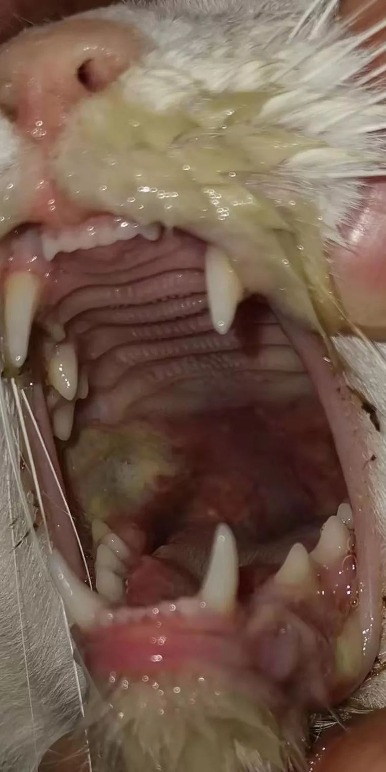 口臭,大量流涎,口腔黏膜多处溃疡,牙龈溃烂,舌面边缘溃烂,脓性分泌物