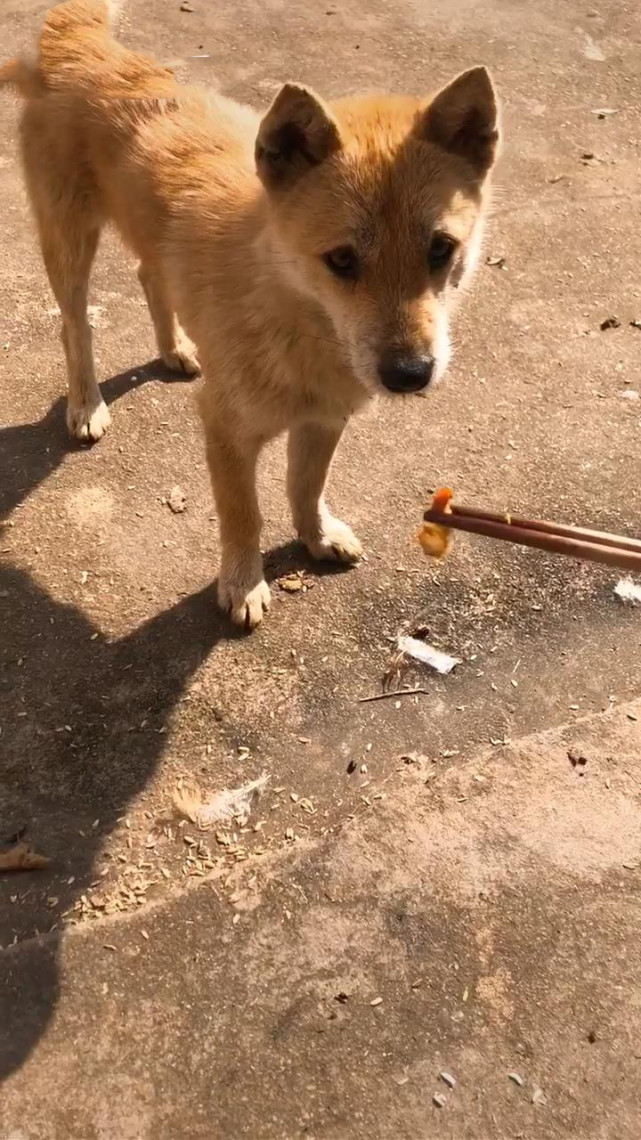 原创女子夹肉给土狗吃狗反应让人眼前一亮网友土狗真的很尊重人