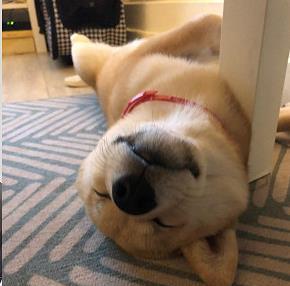 女饲主醒来惊见柴犬嘴里叼着烟蒂,让她当场吓傻直呼:我要揍爆你