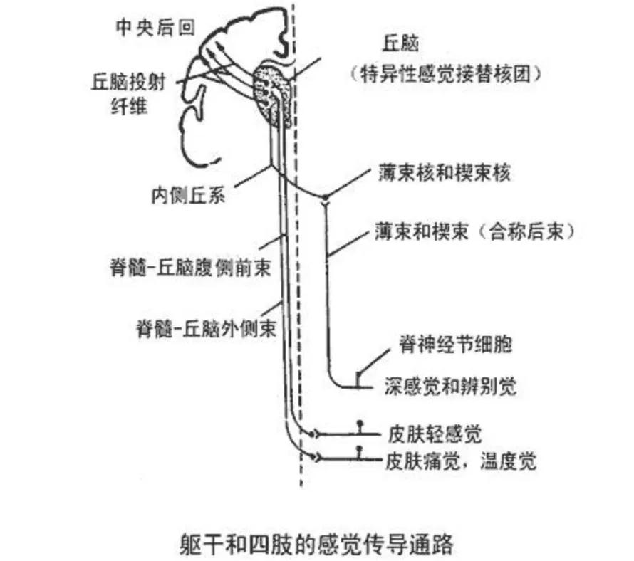 深度解读感觉统合之本体觉