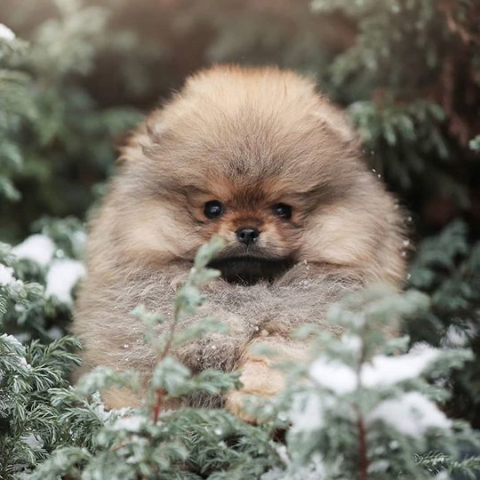 原创博美玩雪超治愈,不愧是万人迷,自己就是一团小雪球吧?