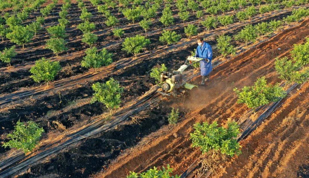 2019年11月,江西省吉安市永丰县恩江镇石桥村新天地家庭农场,职业农民