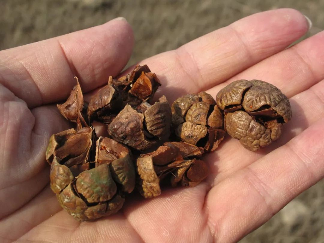 池杉树的球果正好成熟了,地上有许多刚刚洒落的种子,有的尚挂在枝头.