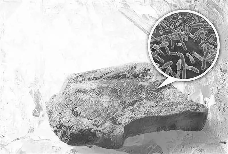古细菌化石图片