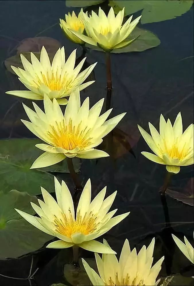 《黄莲花》天较细雨长遮护,留得清香数日闻.