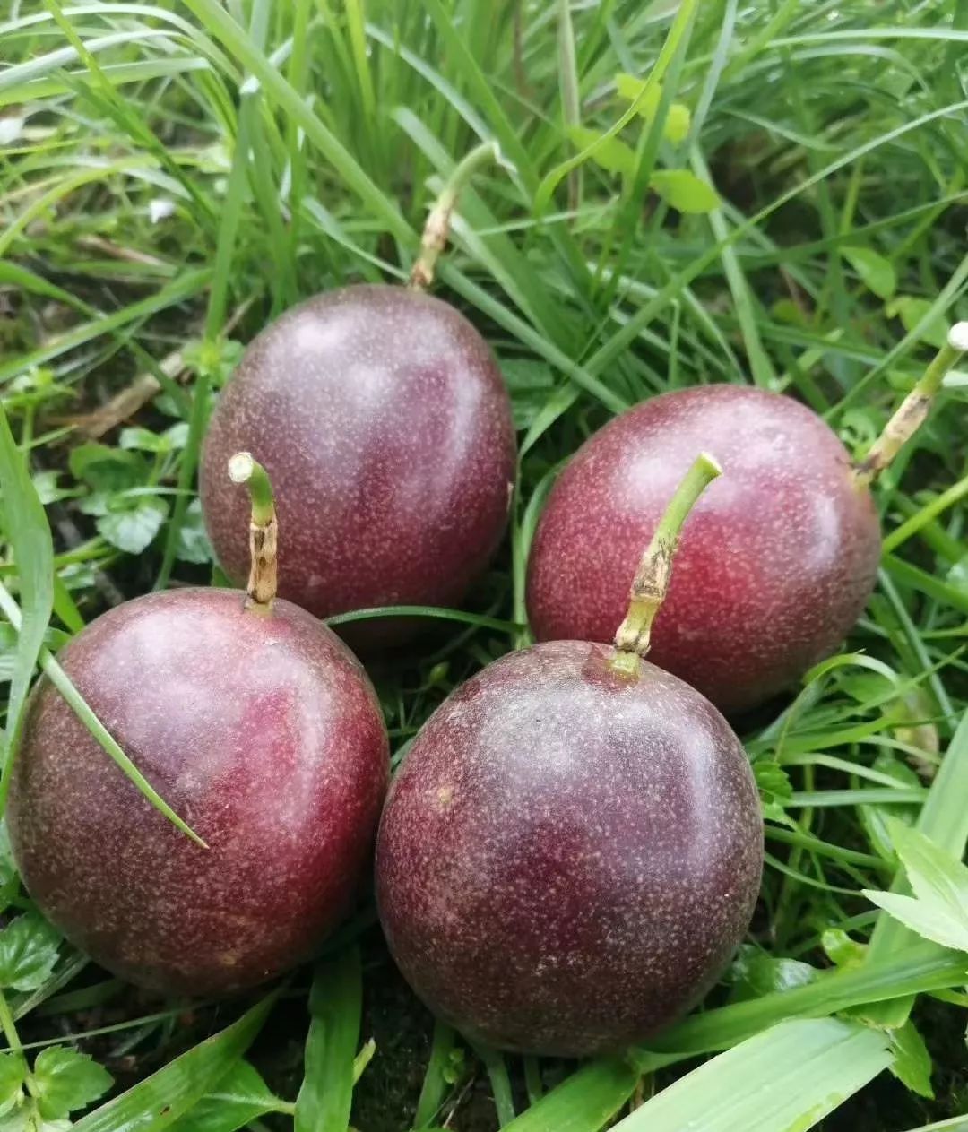 乡邻优鲜丨北流百香果确认过眼神这就是你想要的果