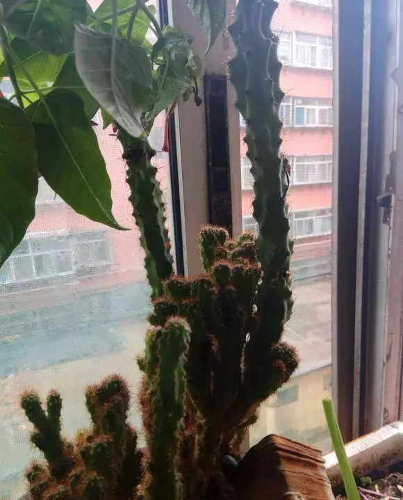 活埋鹌鹑蛋,千里带插条,圆你懒人种花梦,养花你可以的!