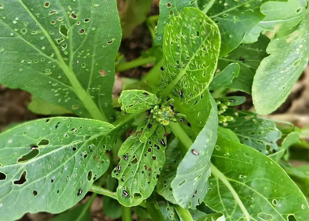 白菜跳甲虫图片