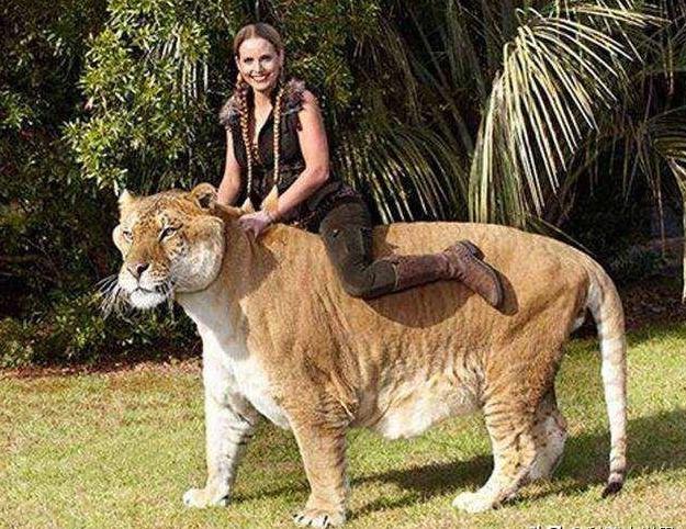 的生死隔离,所以两者的雌性与雄性彼此之间仍然可以交配产下下一代,雄