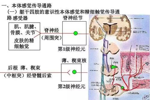 运动状态以及其变化的感觉