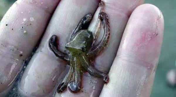 12,乔木状章鱼:世界上最小的章鱼,体长在5厘米左右