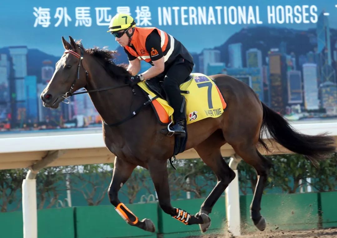 浪琴錶香港瓶「御用畫匠」,「額菲爾峰」(愛爾蘭)兩駒今早於馬房遠征