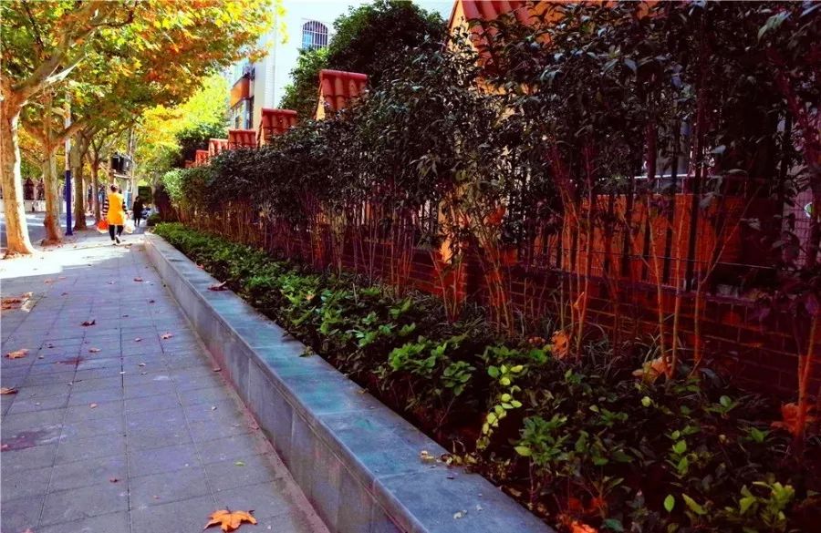 改造后桐柏路墙角花坛▲桐柏路花溪路转角绿地▲兰溪路新游园枣阳路