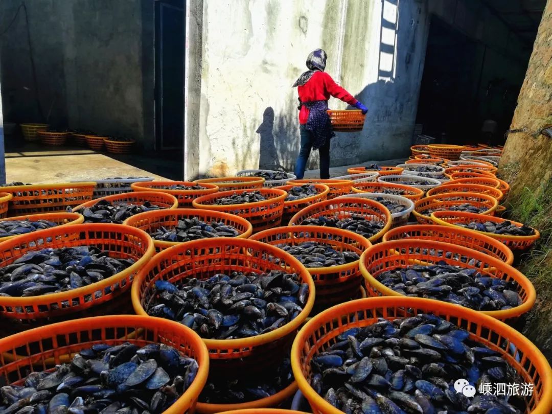 枸杞岛养殖贻贝已经有半个多世纪!