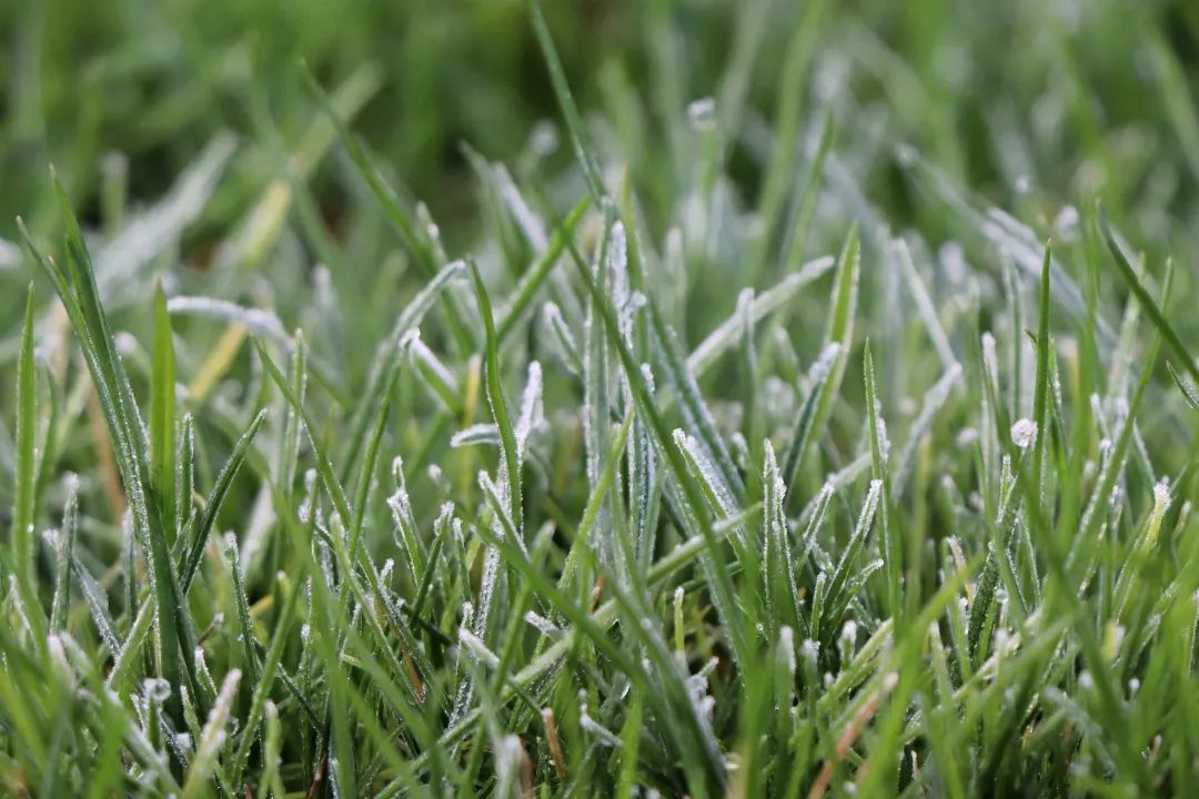 想拥抱这暖融融的朝阳寒桠竭力伸展大片的留白好似一副写意山水画月