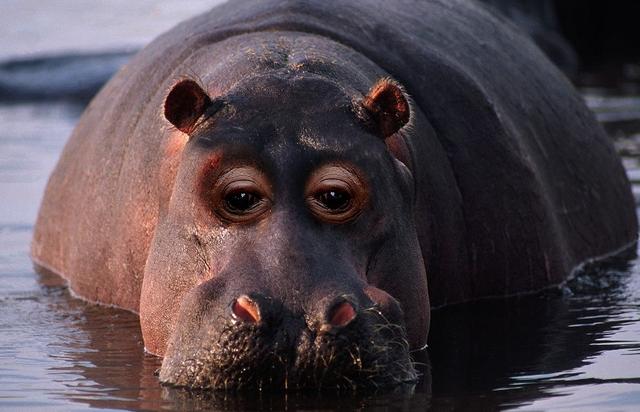 河马:有了这双眼睛,好像河马都是变得有点忧郁了.