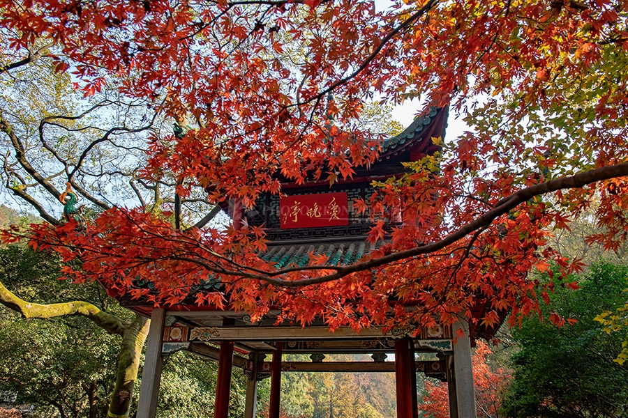 湖南岳麓山枫叶 美了美了 好想和你去看看!