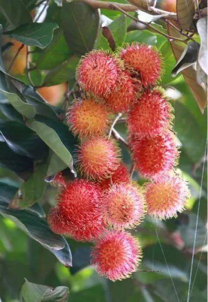 长相奇特的35种水果吃过10种算你厉害