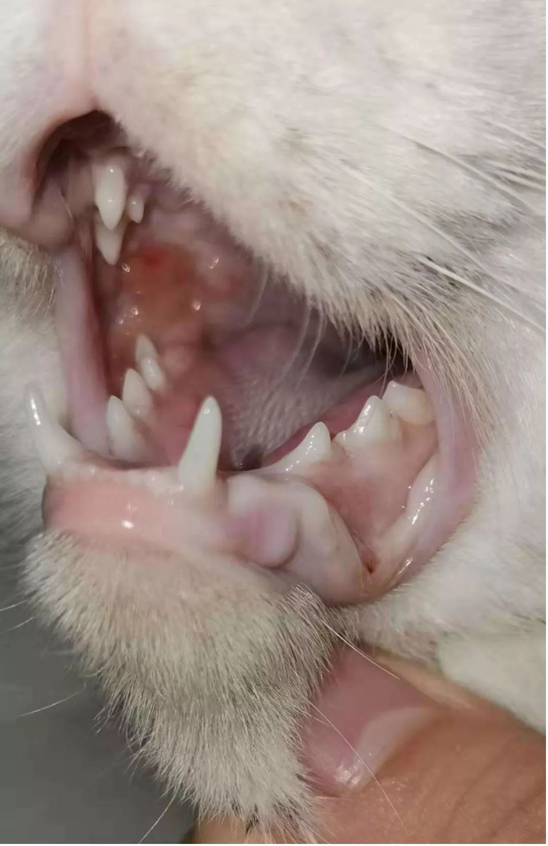 猫咪口炎初期症状图片图片