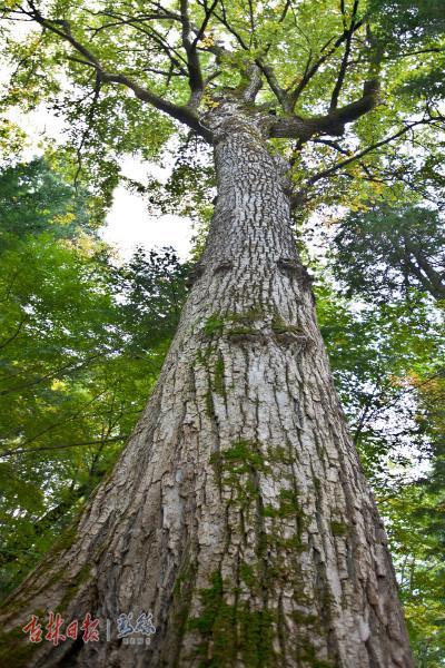 延边州2万余株古树名木受保护,最老的已有3000岁
