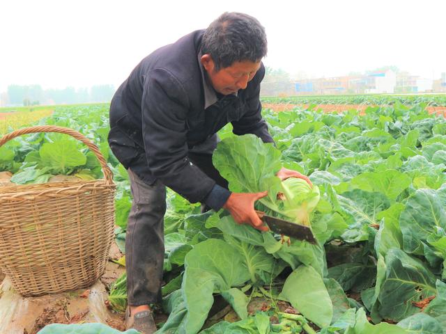 原创农民种植这种蔬菜,一年四季都能种植,3亩收入12000元!