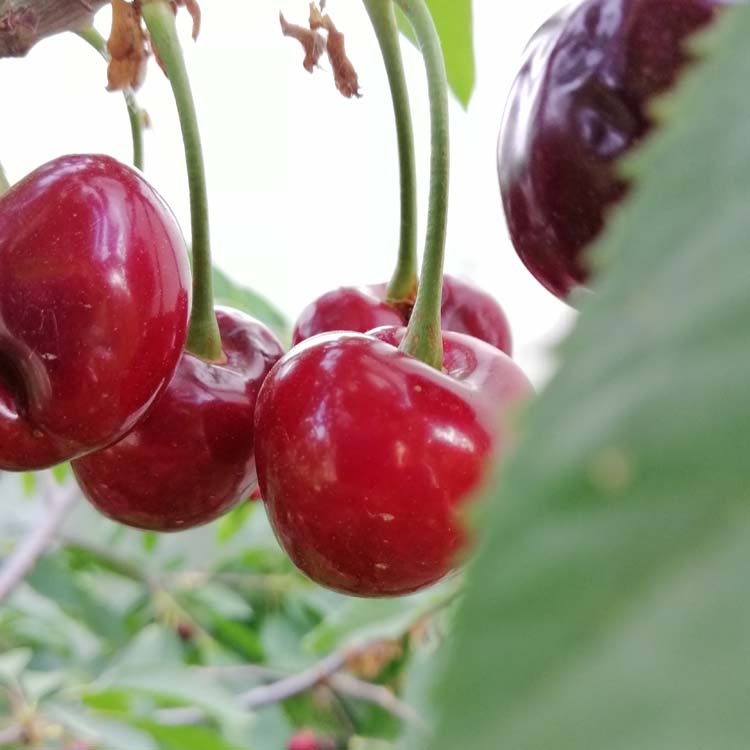 波尔娜大樱桃苗:来自高寒地区的特大果,是否适合大面积发展