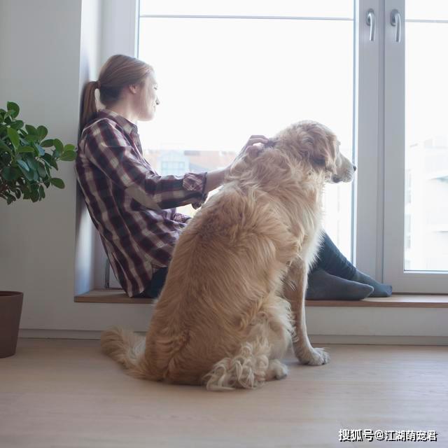 原创狗狗喜欢主人,但喜欢和尊重是两回事,这7件小事能看出来