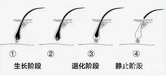毛囊闭合了就真的长不出来头发了吗