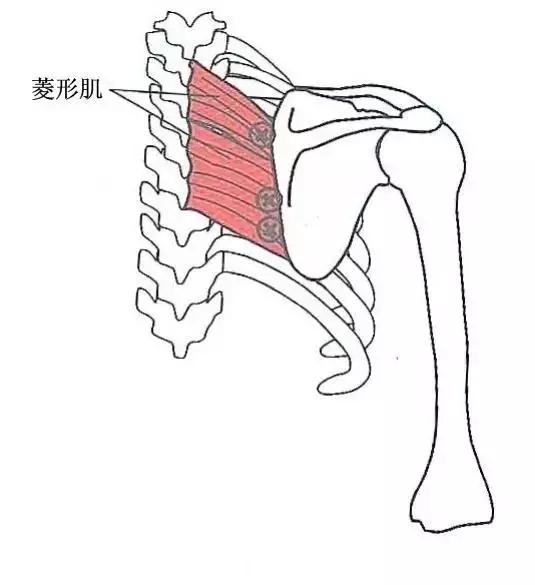 分享一份背部和腰部的常见痛点部位,帮您快速定位痛点