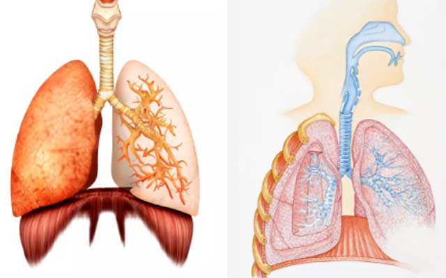 脾肺功能与小儿生长发育息息相关