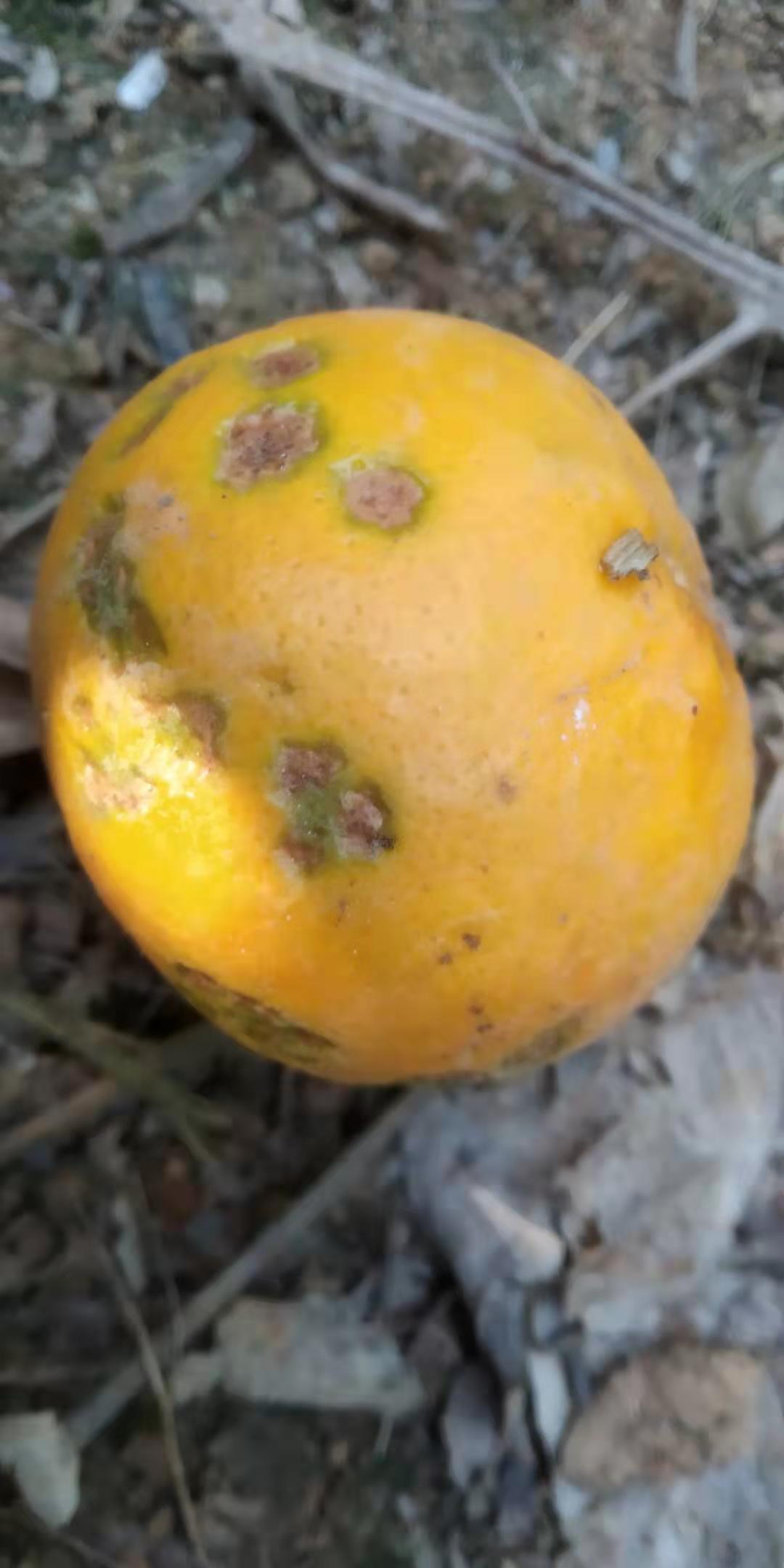 柑橘褐斑病果实图片图片