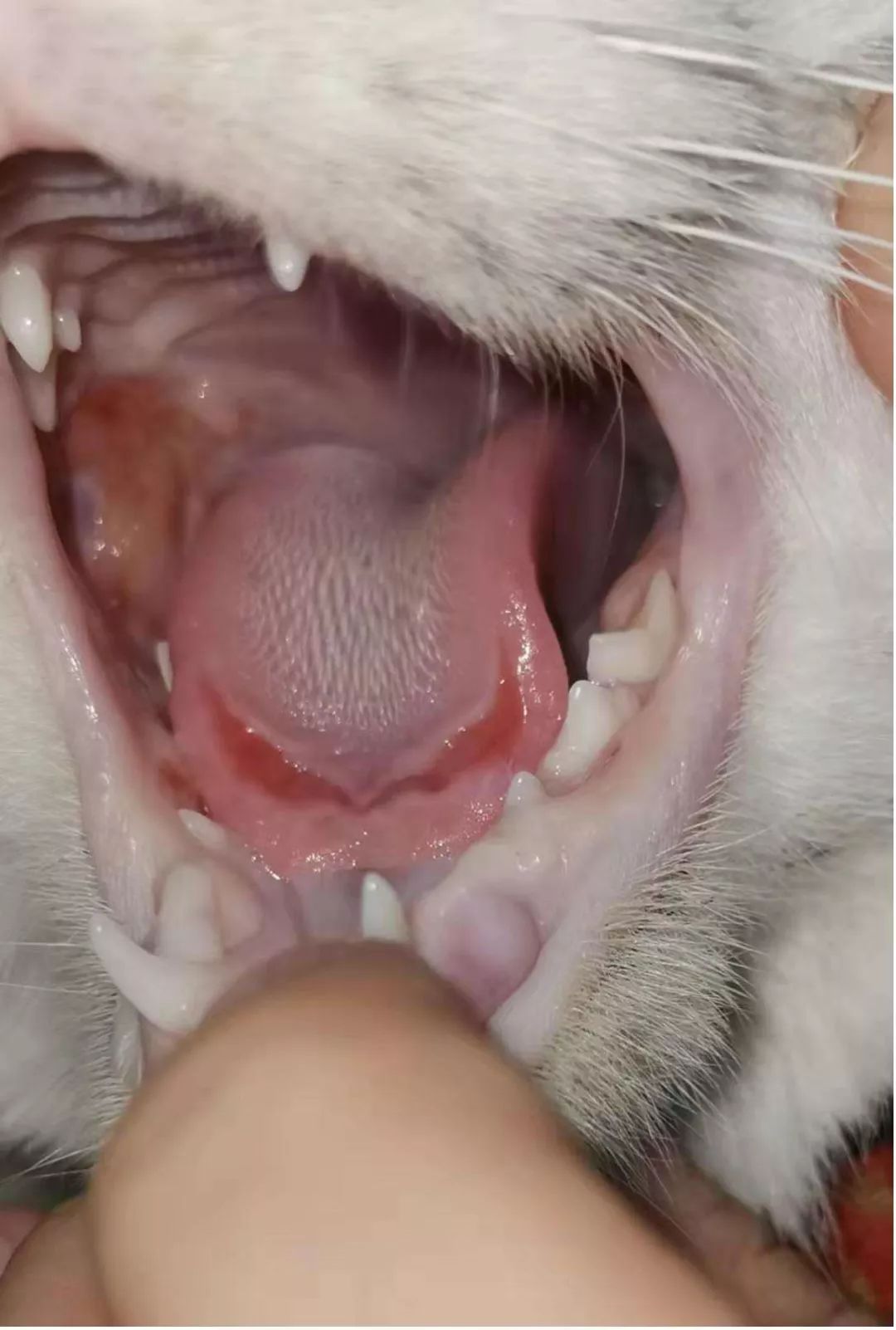 猫口角炎症状图片图片