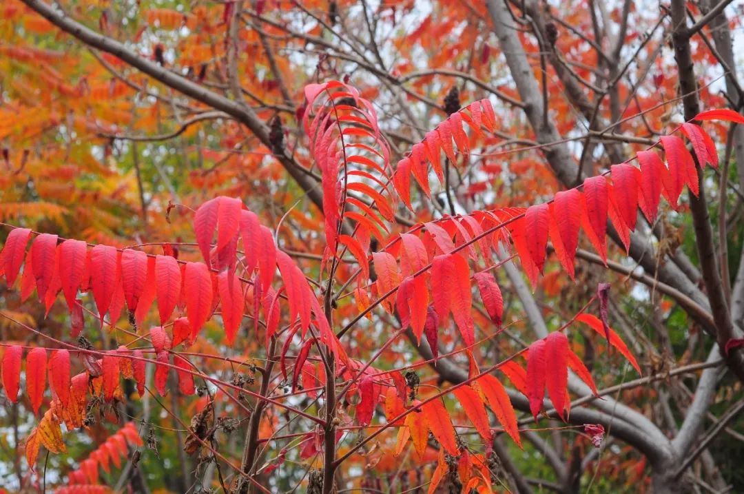 火炬树你是冬天里的一把火