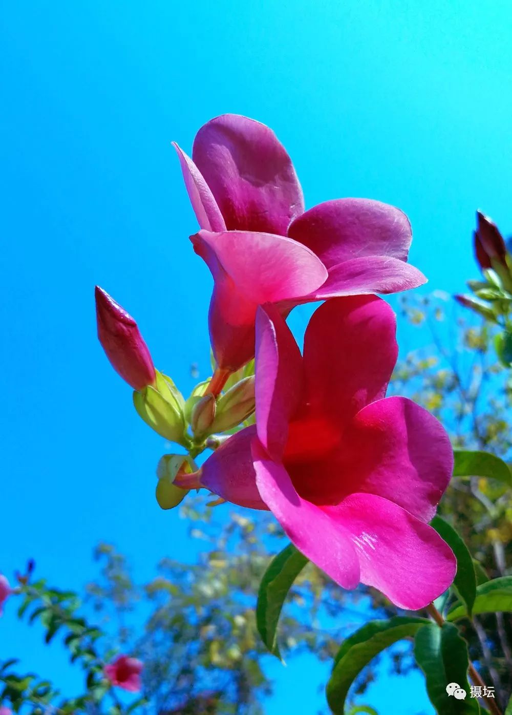 作品名称:《紫蝉花》作品名称:《绽放》摄影:湘子(3群)作品名称